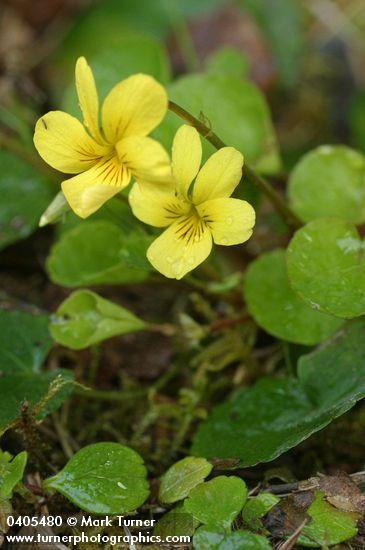 Viola orbiculata