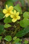 Round-leaved Yellow Violet blossoms & foliage detail