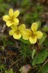 Round-leaved Yellow Violet blossoms & foliage detail