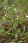 Midget Phlox