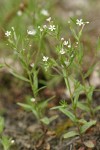 Midget Phlox