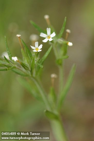 Phlox gracilis ssp. gracilis (Microsteris gracilis)