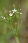 Midget Phlox blossoms & foliage detail