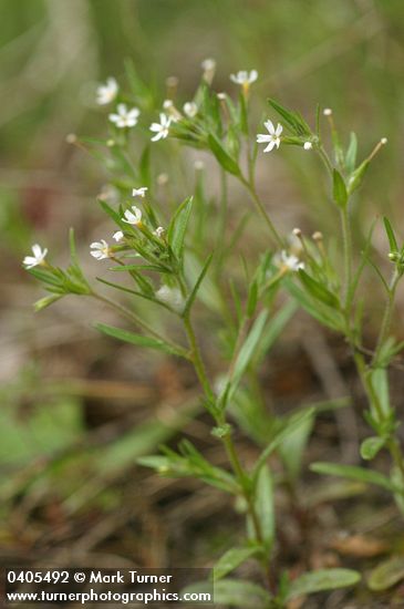 Phlox gracilis ssp. gracilis (Microsteris gracilis)