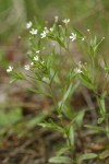 Midget Phlox