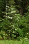 Pacific Dogwood against Douglas-fir trunk