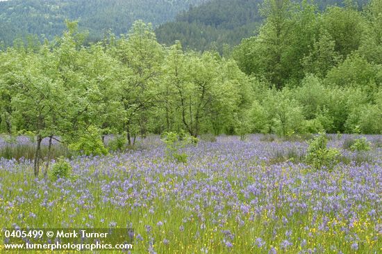 Camassia leichtlinii; Quercus garryana