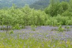 Great Camas in meadow w/ Oregon White Oaks