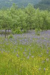 Great Camas in meadow w/ Oregon White Oaks