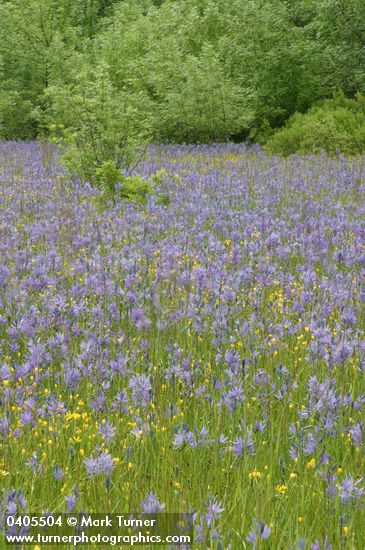 Camassia leichtlinii