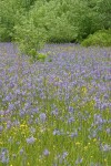 Great Camas in meadow