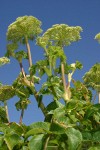 Sea-Watch blossoms & foliage, low angle against blue sky