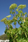 Sea-Watch blossoms & foliage, low angle against blue sky