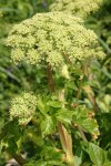 Sea-Watch blossoms & foliage detail