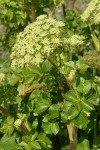 Sea-Watch blossoms & foliage detail