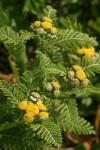 Dune Tansy blossoms & foliage