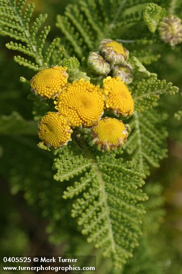 Tanacetum camphoratum