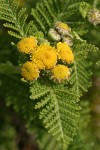 Dune Tansy blossoms & foliage detail