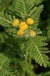 Dune Tansy blossoms & foliage detail