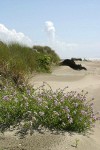 European Searocket on beach