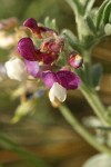 Silky Beach Pea blossoms detail