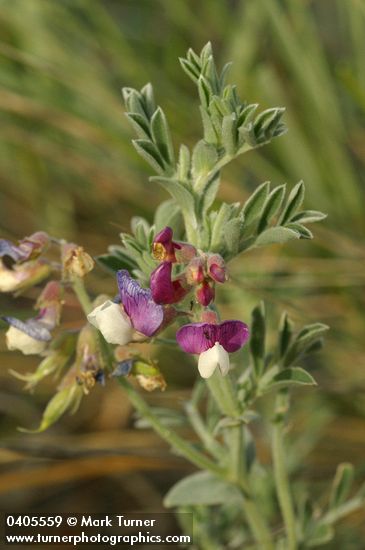 Lathyrus littoralis