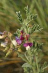 Silky Beach Pea blossoms & foliage detail