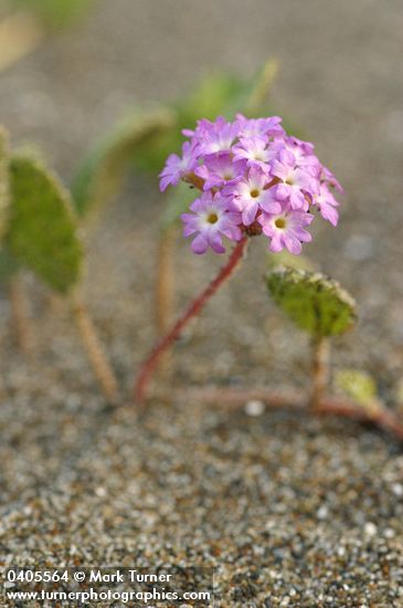 Abronia umbellata