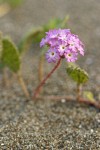 Pink Sand Verbena