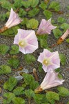 Beach Morning Glory