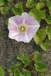 Beach Morning Glory blossom & foliage detail