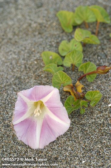 Calystegia soldanella