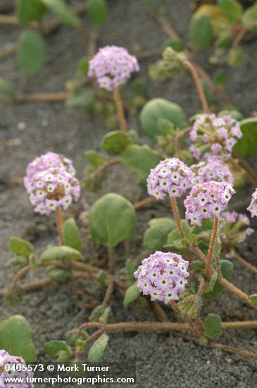 Abronia umbellata