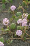 Pink Sand Verbena