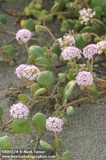 Abronia umbellata