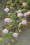 Pink Sand Verbena