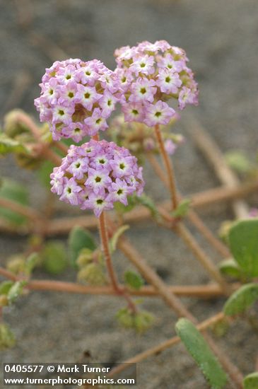 Abronia umbellata