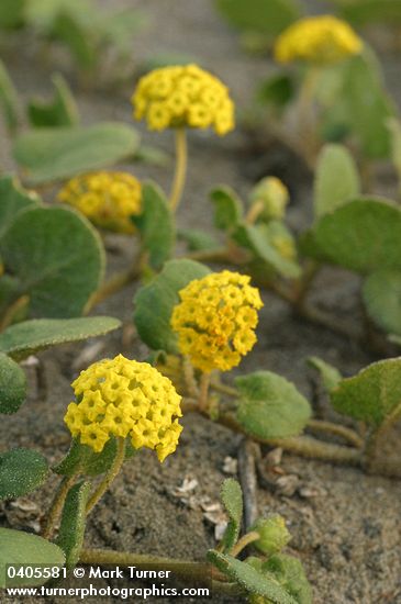 Abronia latifolia