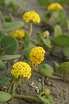 Yellow Sand Verbena