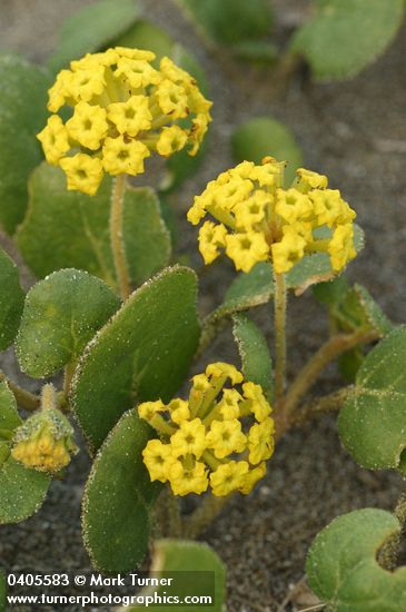 Abronia latifolia