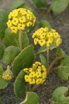 Yellow Sand Verbena blossoms & foliage