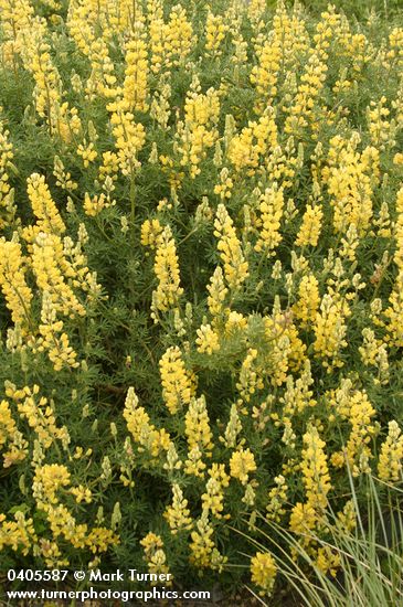 Lupinus arboreus