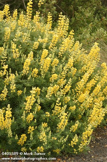 Lupinus arboreus