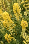 Tree Lupine blossoms & foliage detail