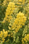 Tree Lupine blossoms & foliage detail