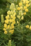 Tree Lupine blossoms & foliage detail