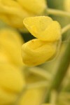 Tree Lupine blossom extreme detail