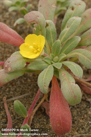 Camissonia cheiranthifolia