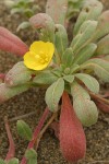 Beach Evening Primrose