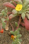 Beach Evening Primrose